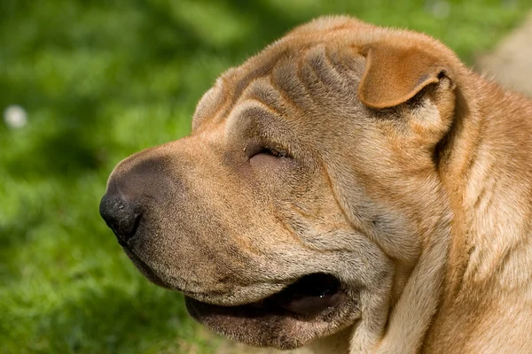 Sharpei hond — Stockfoto