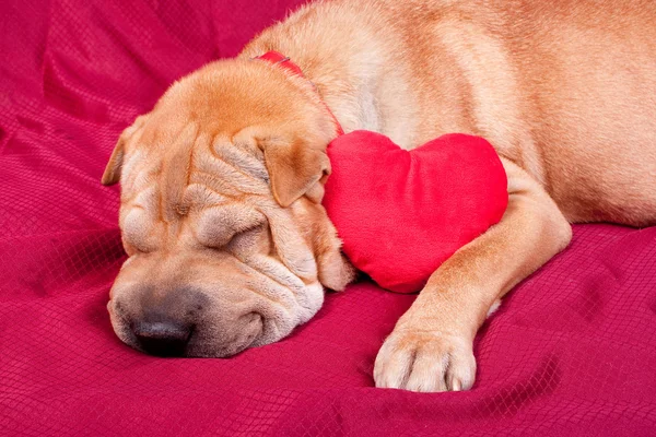 Valentine dog — Stock Photo, Image