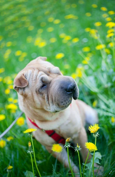 Pies sharpei z żółte kwiaty — Zdjęcie stockowe