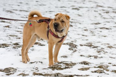 sharpei köpek