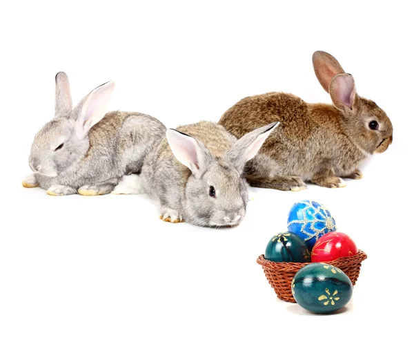 Easter rabbits — Stock Photo, Image