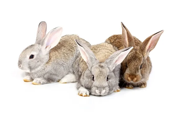 Easter rabbits — Stock Photo, Image