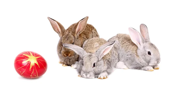 Easter rabbits — Stock Photo, Image