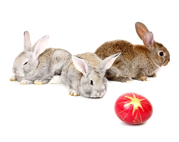 Пасхальные кролики — стоковое фото