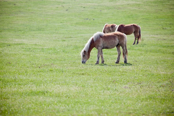 Hermosos caballos —  Fotos de Stock