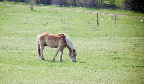 Hermoso caballo —  Fotos de Stock