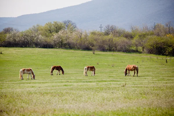 Hermosos caballos —  Fotos de Stock