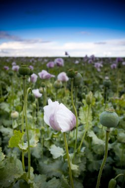 Mor haşhaş çiçeği alan