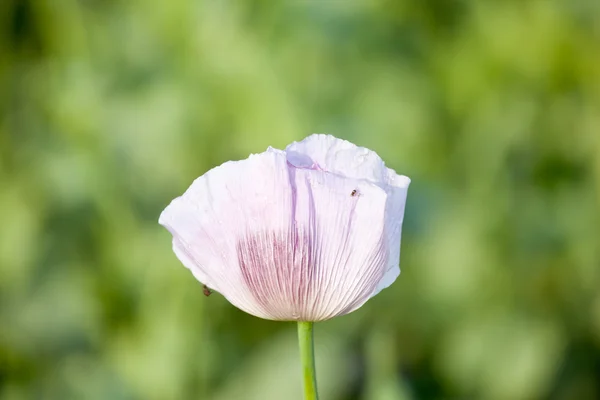 Fiore di papavero viola — Foto Stock