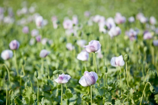 Campo di fiori di papavero viola — Foto Stock