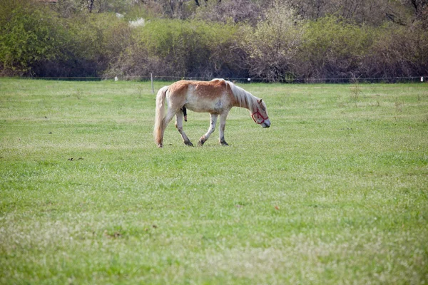 Hermoso caballo —  Fotos de Stock