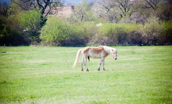 Hermoso caballo —  Fotos de Stock