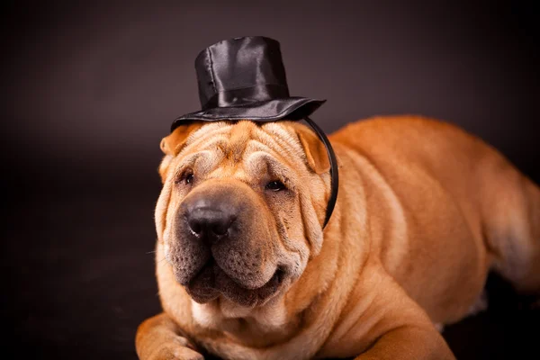 Sharpei dog waring stovepipe — Stock Photo, Image