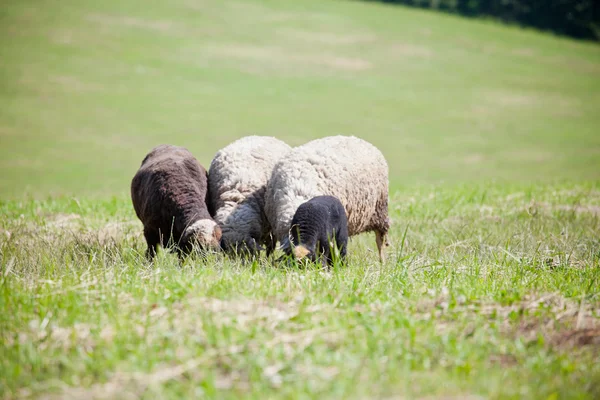 Lambs — Stock Photo, Image