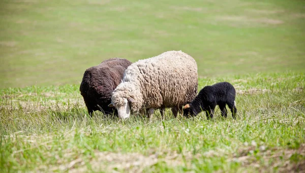 Lambs — Stock Photo, Image