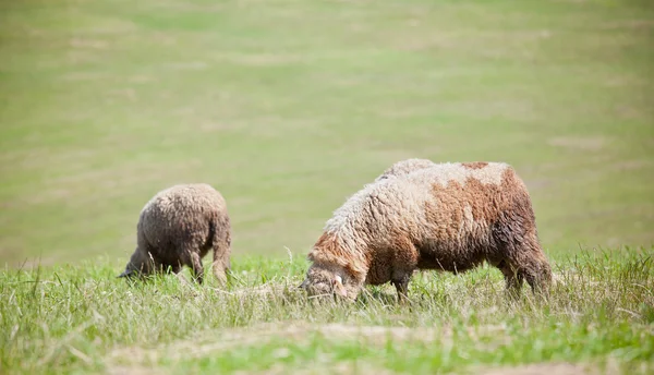 Lambs — Stock Photo, Image