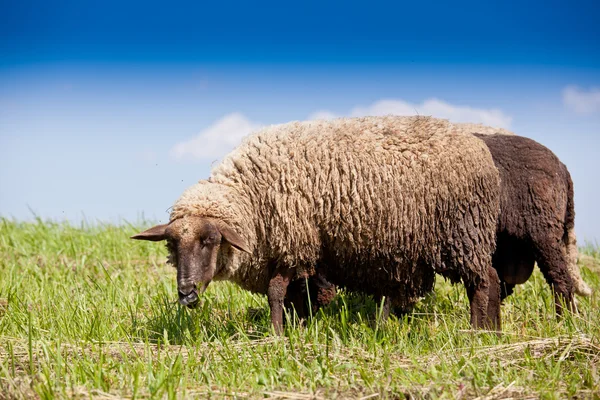 Lambs — Stock Photo, Image