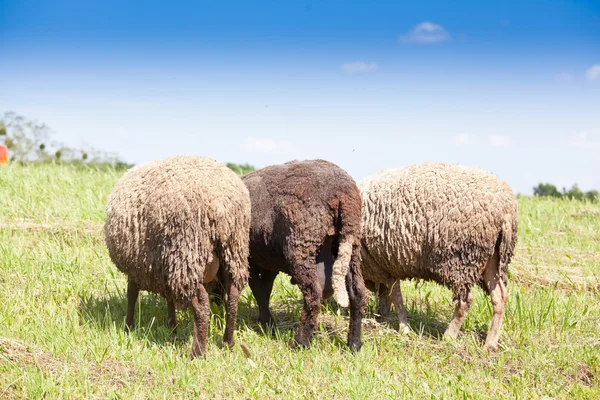 Lambs — Stock Photo, Image