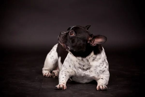 法国斗牛犬 — 图库照片