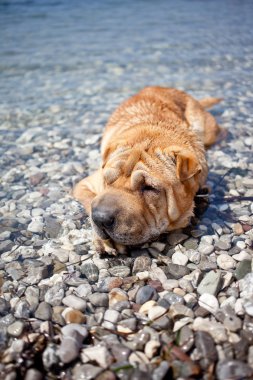 sharpei köpek