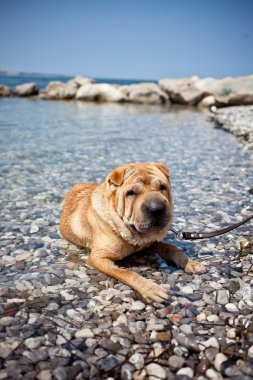 sharpei köpek