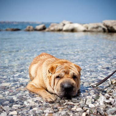 sharpei köpek