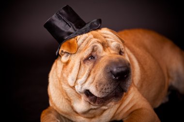 sharpei köpek WARING soba borusu