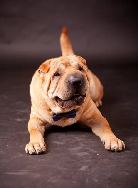 Sharpei kutya a stúdió — Stock Fotó