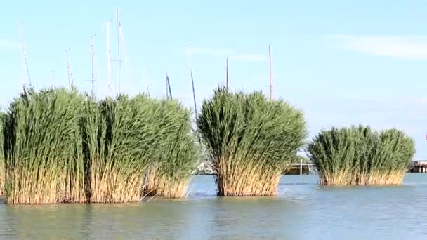 Lago Balaton — Vídeos de Stock
