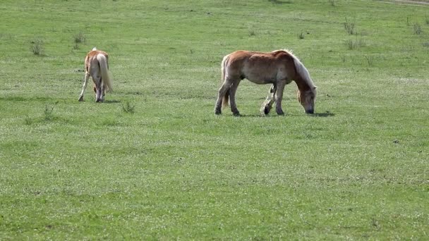 Horses — Stock Video