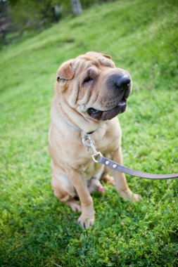 sharpei köpek