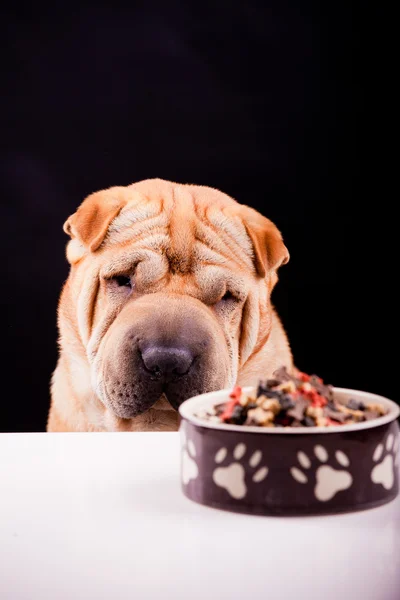 Sharpei perro con plato —  Fotos de Stock
