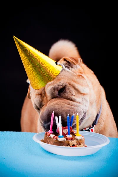 Sharpei cão comemorando aniversário — Fotografia de Stock