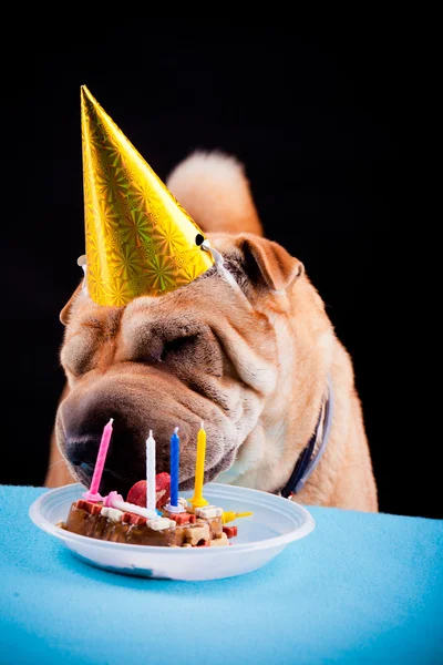 Sharpei cão comemorando aniversário — Fotografia de Stock