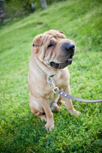 Sharpei hond — Stockfoto