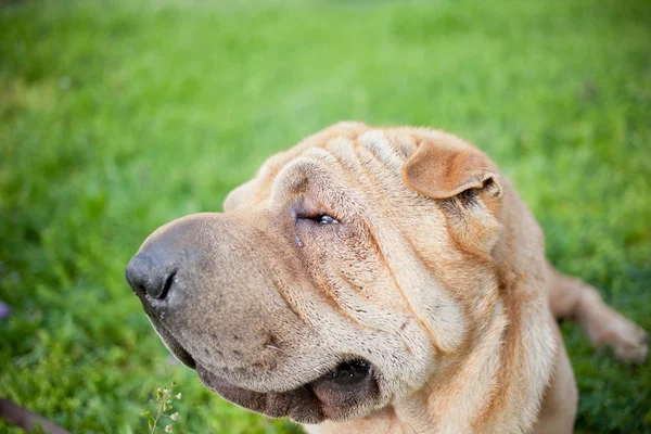 Perro Sharpei — Foto de Stock