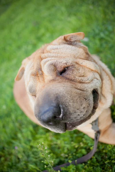 Perro Sharpei — Foto de Stock