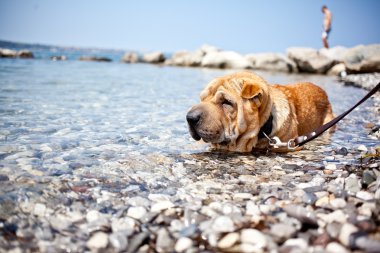 sharpei köpek