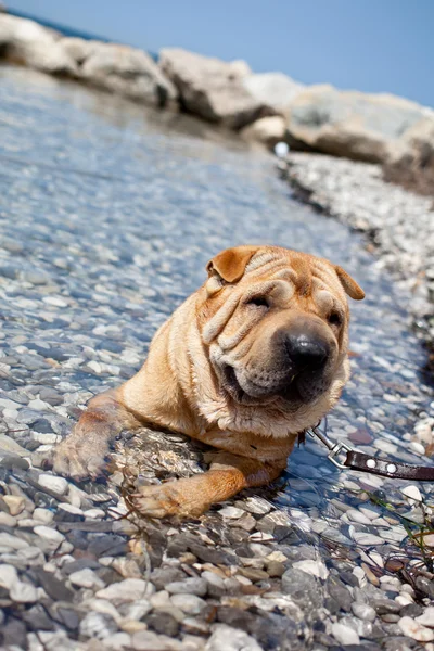 Sharpei dog — Stock Photo, Image