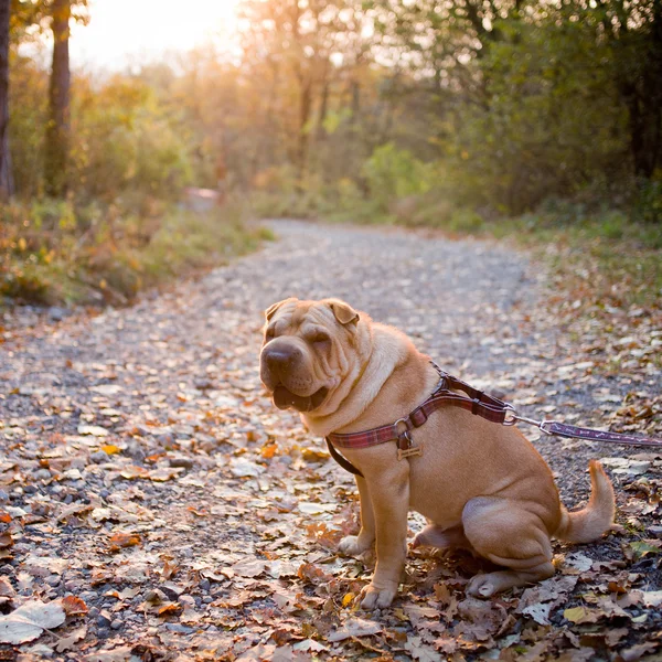 Sharpei köpek — Stok fotoğraf