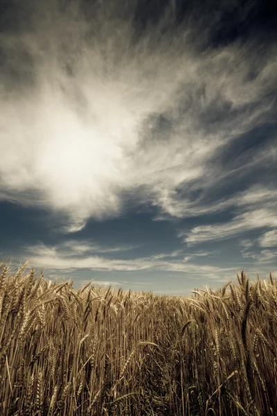 Wheat field — Stock Photo, Image