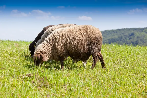 Lambs — Stock Photo, Image