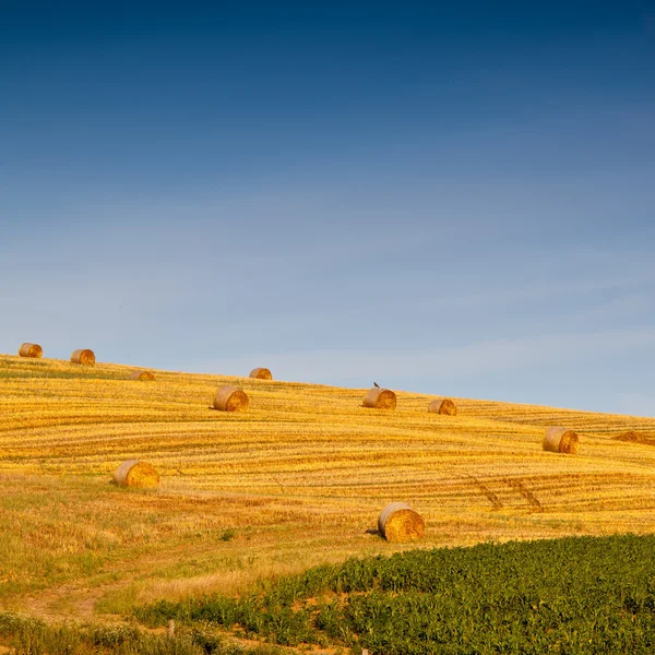 Balle di paglia — Foto Stock