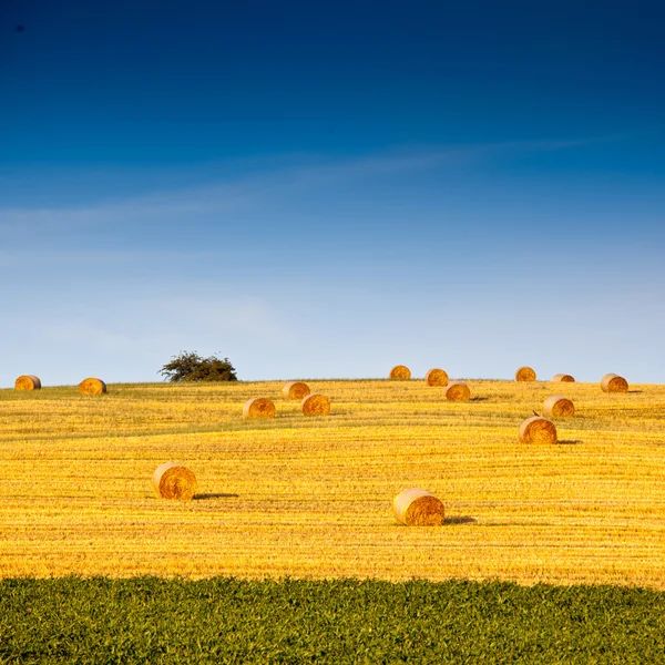 Balle di paglia — Foto Stock