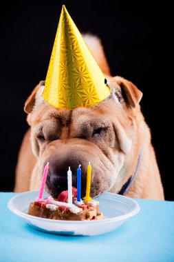 sharpei köpek kutluyor doğum günü