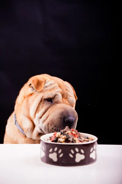 Sharpei dog with plate — Stock Photo, Image