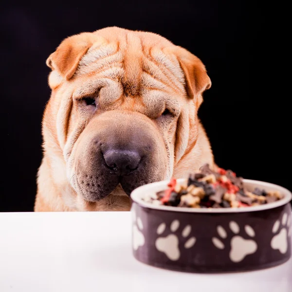 Sharpei dog with plate — Stock Photo, Image