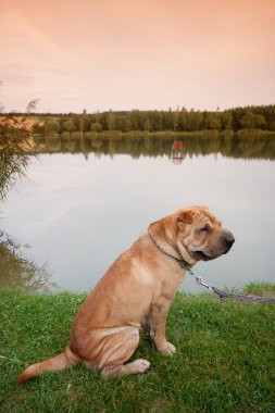 sharpei köpek