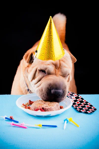 Sharpei perro celebrando cumpleaños — Foto de Stock