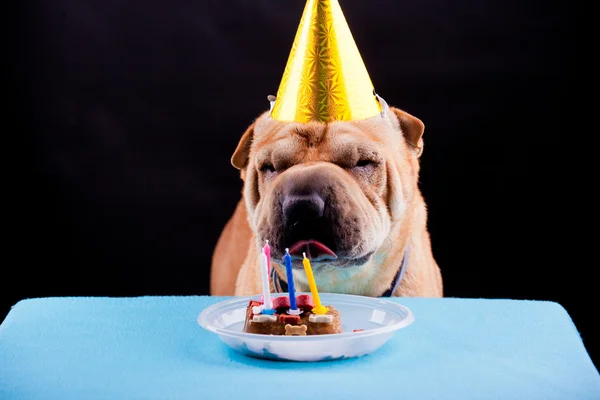 Пёс Шарпей празднует день рождения — стоковое фото